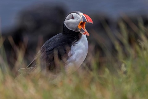 Puffin (Fratercula arctica)