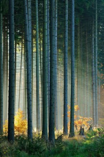 Light-flooded spruce forest (Picea) in autumn
