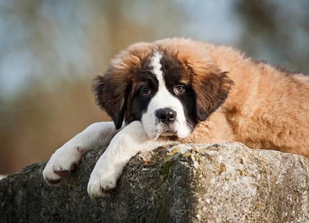 Saint Bernard puppy lying tired on a boulder