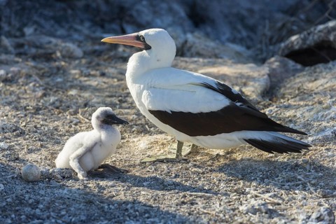 Nazca Booby (Sula granti) with a chick