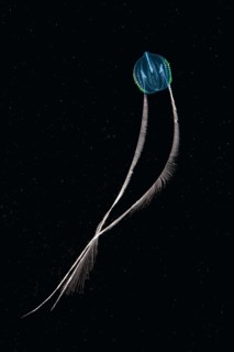 Sea Gooseberry (Pleurobrachia pileus)