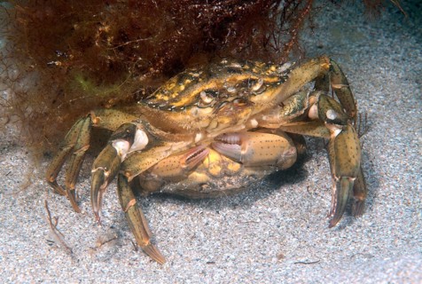 Mediterranean Green Crab (Carcinus mediterraneus)