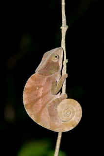 Parsons Chameleon (Calumma parsonii)
