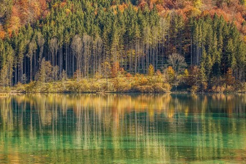 Autumn forest with its reflection in Almsee lake