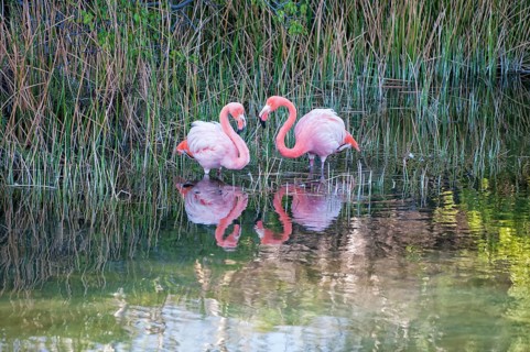 Pair of Greater Flamingos or American Flamingos (Phoenicopterus ruber)