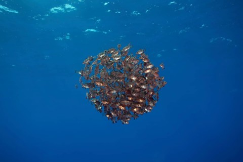 School of Boarfish (Capros aper)