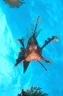 Red Lionfish (Pterois volitans)