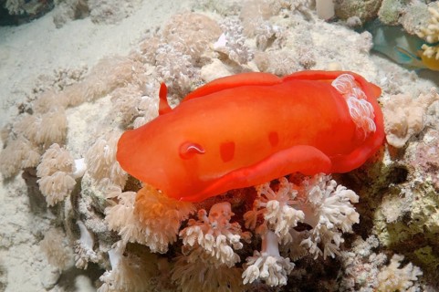 Spanish Dancer (Hexabranchus sanguineus) nudibranch