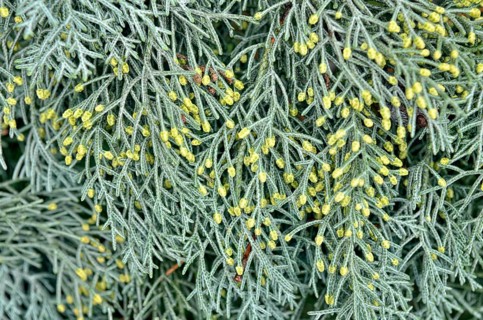 Male flowers of a Cypress (Cypressus sp.)
