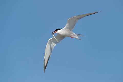 Common Tern (Sterna hirundo) in flight with fish in its beak