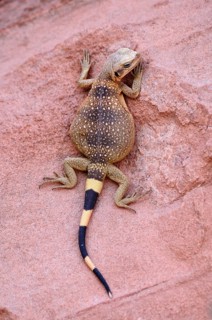 Chuckwalla (Sauromalus ater)