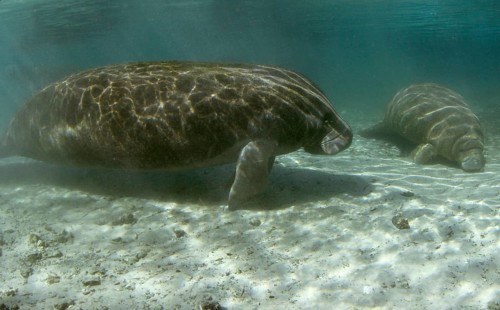 West Indian Manatees or Sea Cows (Trichechus manatus)