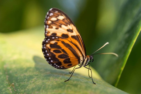 Heliconius xanthocles butterfly