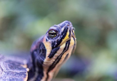 Florida Redbelly Turtle (Pseudemys nelsoni)
