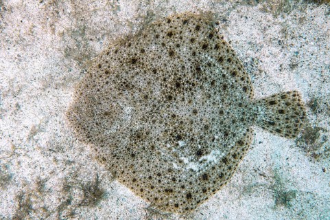 Black-Sea Turbot