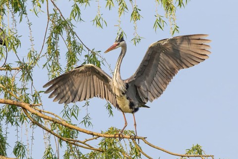 Grey Heron (Ardea cinerea) with spread wings