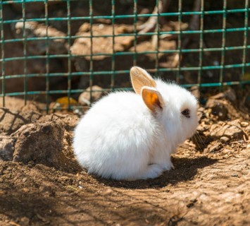 Young white rabbit in a cage