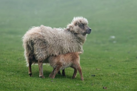 Ewe with lamb