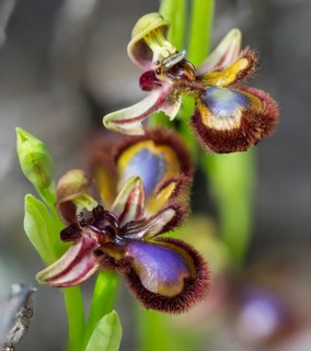 Mirror Orchid (Ophrys speculum)
