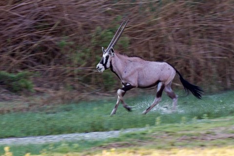 Gemsbok (Oryx gazella)