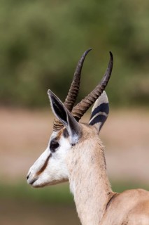 Springbok (Antidorcas marsupialis)