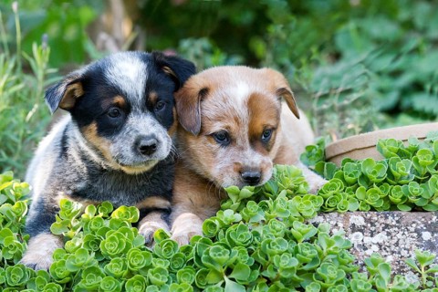 Australian Cattle Dog puppies