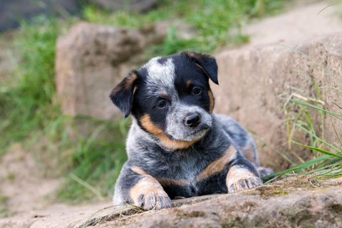 Australian Cattle Dog puppy