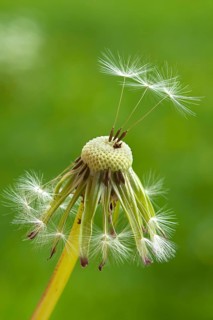 Dandelion clock (Taraxacum sect. Ruderalia)
