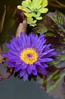Flower of a Cape Blue Water Lily (Nymphaea capensis)