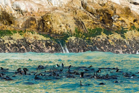 Harbor seals (Phoca vitulina)
