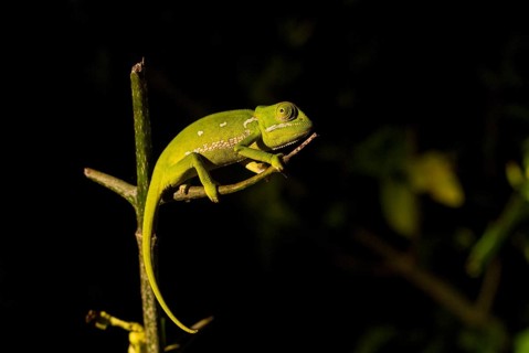 Flap-necked chameleon (Chamaeleo dilepis)