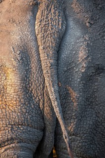 White rhinoceros (Ceratotherium simum)