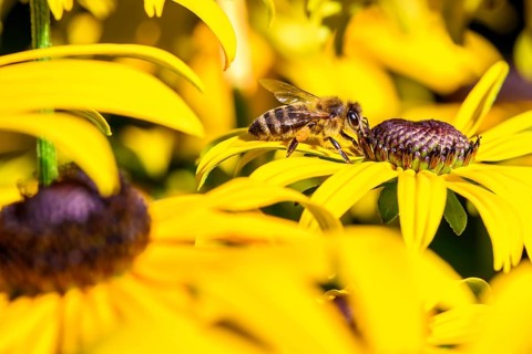 Honey bee (Apis mellifera) sits on yellow flower