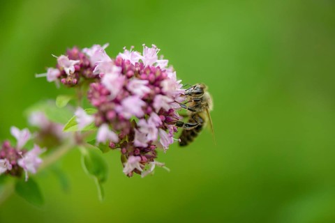 Honey bee (Apis mellifera) on purple flower