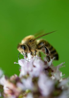 Honey bee (Apis mellifera) on purple flower