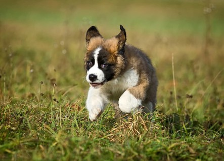 Saint Bernard puppy running across a meadow