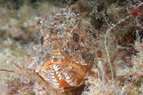 Black Scorpionfish (Scorpaena porcus)