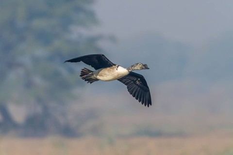 Knob-billed Duck (Sarkidiornis melanotos)