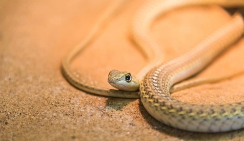 Namib Sand Snake (Psammophis namibensis)