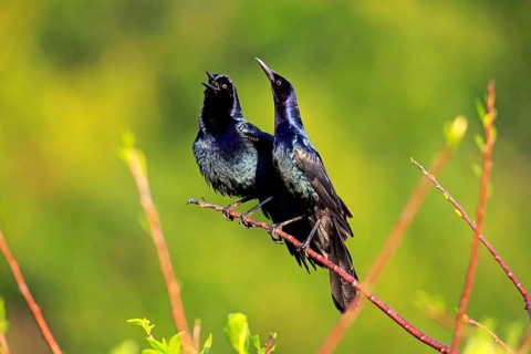 Two Boat-tailed Grackles (Quiscalus major)