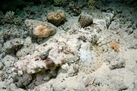 Tentacled Flathead or Crocodilefish (Papilloculiceps longiceps)