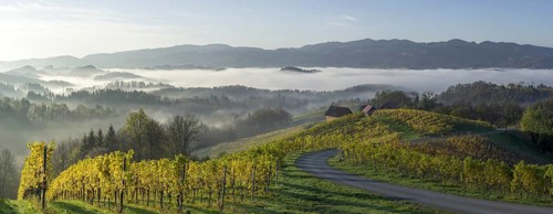 Vineyard in the morning mist