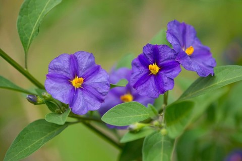 Blue Potato Bush (Lycianthes rantonnetii)