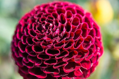 Red Ball Dahlia (Dahlia)