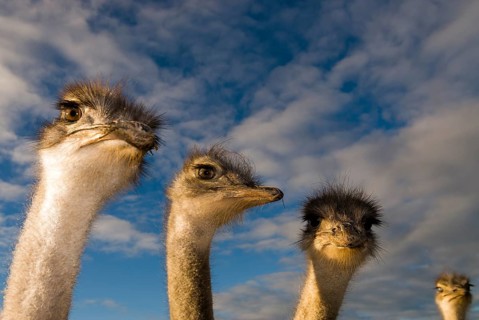 African Ostriches (Struthio camelus)
