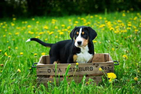 Greater Swiss Mountain Dog