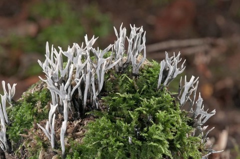 Candlestick Fungus
