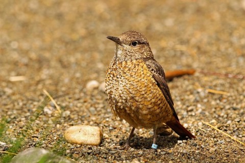 Common Rock Thrush (Monticola saxatilis)