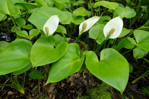 Bog Arum (Calla palustris)