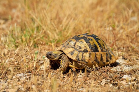 Dalmatian Tortoise (Testudo hermanni hercegovinensis)